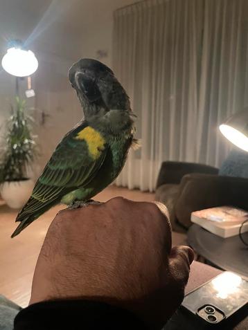 Mooie groene Meijer papegaai (man) met certificaat. beschikbaar voor biedingen