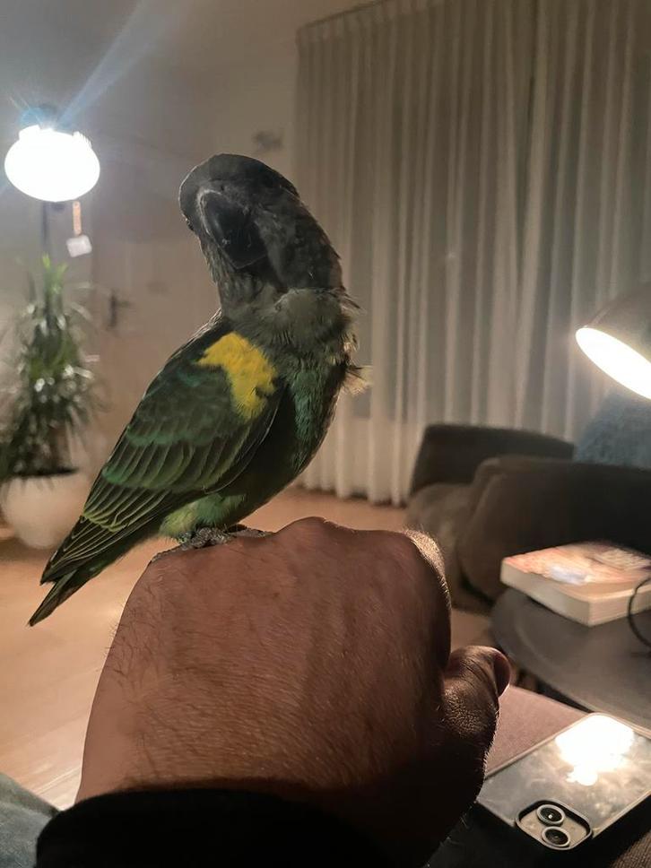 Mooie groene Meijer papegaai (man) met certificaat., Dieren en Toebehoren, Vogels | Parkieten en Papegaaien, Papegaai, Mannelijk