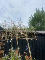 Lei bio hoogstam bomen in soorten bio fruit uit uw tuin, Ophalen of Verzenden, In pot, Leiboom, 250 tot 400 cm