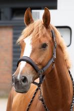Harry's Horse Halsterset Satin Denici Cavalli, Cob en Full, Ophalen of Verzenden, Nieuw