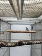 kweekkoppel halsbandparkieten wkws, Meerdere dieren, Parkiet