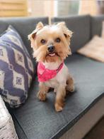 Yorkshire terrier hond te koop, 6 jaar of ouder, Yorkshire Terriër, België, Particulier