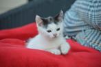 Lieve aanhankelijke  schootkittens zoeken een lief huisje.