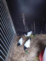 Tekoop lakenvelder hennen 2 hennen met een haan  15 weken  o, Dieren en Toebehoren, Pluimvee, Meerdere dieren, Kip