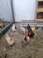Te koop broed eitjes van serama krieltjes, Dieren en Toebehoren, Pluimvee, Meerdere dieren, Kip