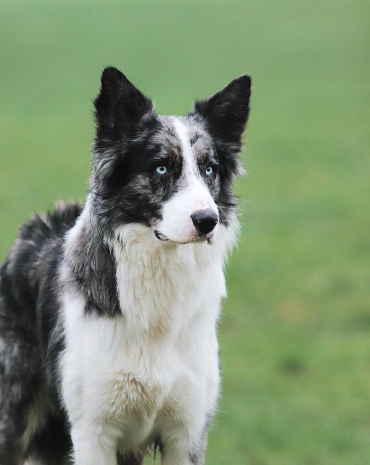 Mooie blue Merle border collie dekreu, volledig getest!, Dieren en Toebehoren, Honden | Dekreuen, Reu, Particulier, Eén hond, Nederland