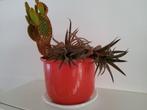 Mix van cactus en Haworthia in rode pot, Volle zon, Vaste plant, Bloeit niet, Ophalen