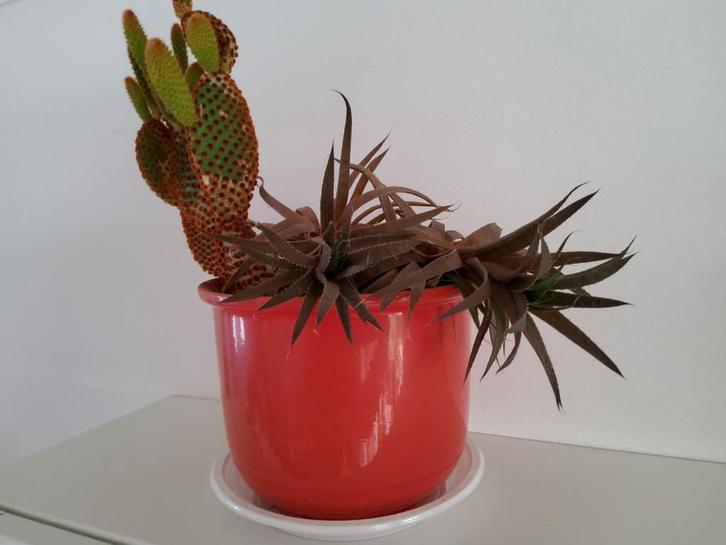 Mix van cactus en Haworthia in rode pot, Tuin en Terras, Planten | Tuinplanten, Vaste plant, Overige soorten, Volle zon, Bloeit niet