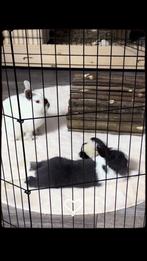 2 konijnen, Dieren en Toebehoren, Konijnen, Meerdere dieren, Klein, 0 tot 2 jaar