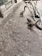 Loopeenden, Dieren en Toebehoren, Meerdere dieren, Eend