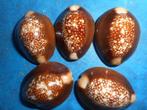 Schelpen: Cypraea caputserpentis L. f++/gem 23-33mm, Verzenden, Schelp(en)