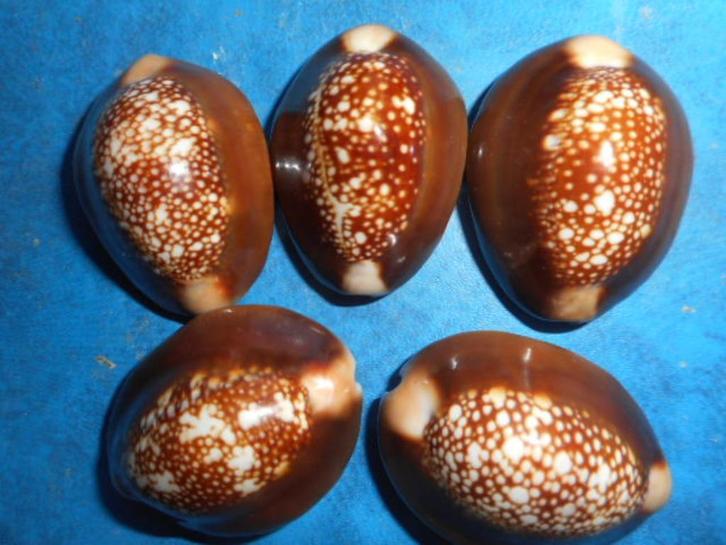 Schelpen: Cypraea caputserpentis L. f++/gem 23-33mm, Verzamelen, Mineralen en Fossielen, Schelp(en), Verzenden