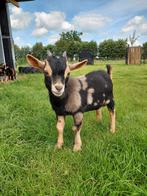 Unieke mooie maanvlek bokje, Dieren en Toebehoren, Schapen, Geiten en Varkens, Mannelijk, Geit