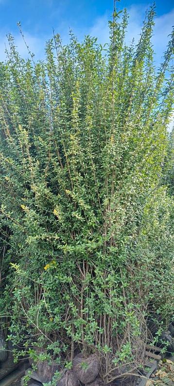 Haagplanten liguster Ligustrum vulgare Atrovirens 200-250cm  beschikbaar voor biedingen