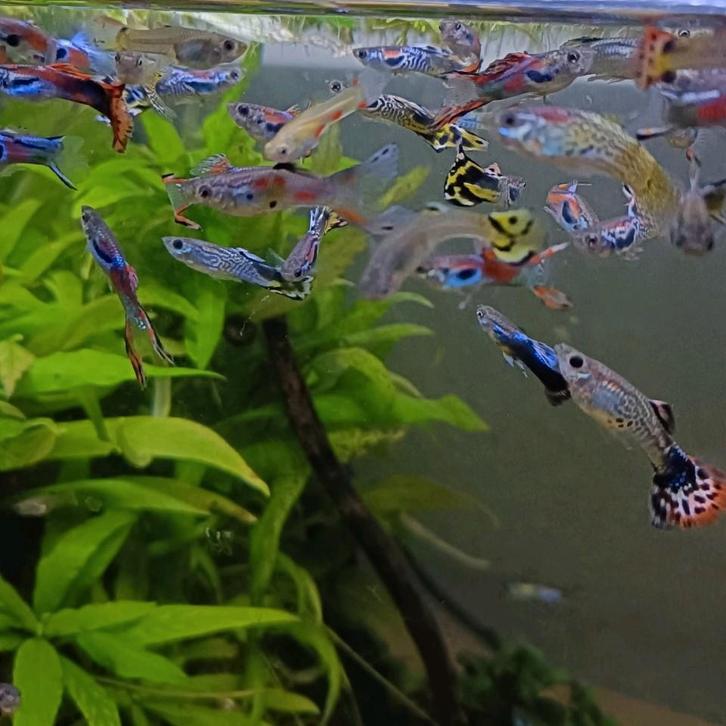 Guppen €2,- Per Stuk, Dieren en Toebehoren, Vissen | Aquariumvissen, Vis