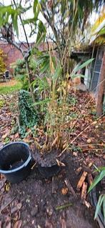 Bamboe, Tuin en Terras, Ophalen, Bamboe