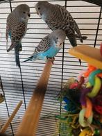 Mooie jonge grasparkieten, Dieren en Toebehoren, Vogels | Parkieten en Papegaaien, Meerdere dieren, Parkiet