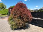 Japanse esdoorn acer pamatum ornatum XXL, Bloeit niet, Halfschaduw, Overige soorten, 100 tot 250 cm