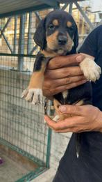Pup 12, Dieren en Toebehoren, Particulier, Rabiës (hondsdolheid), 15 weken tot 1 jaar, Buitenland