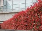 Photinia Red Robin (glansmispel) in diverse maten potkweek, Tuin en Terras, Ophalen, Overige soorten, Halfschaduw