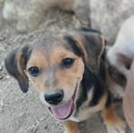GaGa Animal Care - HELEEN kan eind augustus naar NL komen, Dieren en Toebehoren, Honden | Niet-rashonden, Particulier, Rabiës (hondsdolheid)