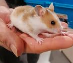 Syrische hamsters super lief en super tam., Meerdere dieren, Hamster, Na 1 juli 2024, Tam