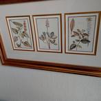 3 botanische prentjes in lijst, italiaans, Ophalen of Verzenden