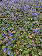 Diverse soorten vasten planten!, Vaste plant, Halfschaduw, Zomer, Ophalen