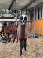 Te koop jonge alpaca merrie, Dieren en Toebehoren, Overige Dieren, Juli, Vrouwelijk