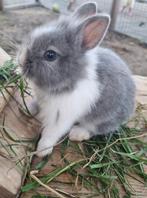 Jonge konijntjes, Dieren en Toebehoren, Konijnen, Geslacht onbekend, Dwerg, 0 tot 2 jaar