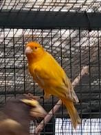 Putter x kanarie, Dieren en Toebehoren, Vogels | Overige Vogels, Mannelijk, Wildzangvogel