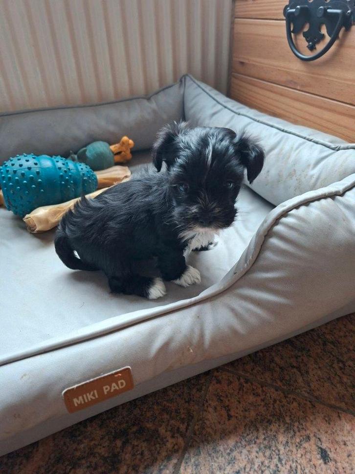 Cavapoo pupje beschikbaar, Dieren en Toebehoren, Honden | Retrievers, Spaniëls en Waterhonden, Reu, Overige rassen, Fokker | Hobbymatig