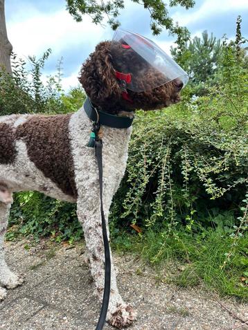 Optivizor - diervriendelijke oogkap voor hond beschikbaar voor biedingen