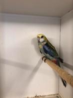 Bleekkop rossela man, Dieren en Toebehoren, Vogels | Parkieten en Papegaaien, Mannelijk, Parkiet