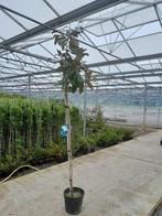 Te koop Magnolia grandiflora, Tuin en Terras, Planten | Bomen, Ophalen, Lente, Volle zon, Overige soorten