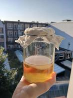 Sterke en gezonde scoby om thuis kombucha te brouwen, Ophalen of Verzenden