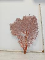 Prachtige Rode Zeewaaier, Ophalen of Verzenden