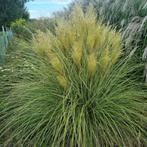 veel soorten grassen, vaste planten en agapanthus aangeboden, Ophalen, Vaste plant, Overige soorten