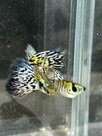 Mooie guppen mannen, Dieren en Toebehoren, Vis