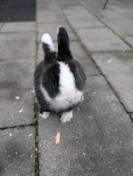 Lief mannetjes konijn 8 weken oud, Dieren en Toebehoren, Konijnen, Mannelijk, Dwerg