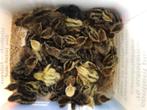 Kippen Kwartel kuikens, Dieren en Toebehoren, Pluimvee, Meerdere dieren, Overige soorten