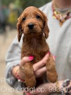 Rode Cockapoo reu pups (cocker x toypoedel), Dieren en Toebehoren, CDV (hondenziekte), 8 tot 15 weken, Meerdere, Nederland