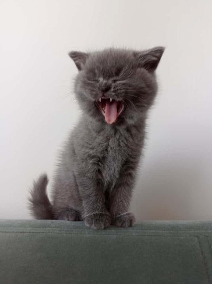 Britse Korthaar Kittens, Dieren en Toebehoren, Katten en Kittens | Raskatten | Korthaar, Meerdere dieren, 0 tot 2 jaar, Ontwormd