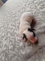 Raszuivere jack russel pups, Dieren en Toebehoren, Rabiës (hondsdolheid), Jack Russell Terriër, 8 tot 15 weken, Meerdere