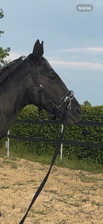 Kaptoom Halster Nylon beschikbaar voor biedingen
