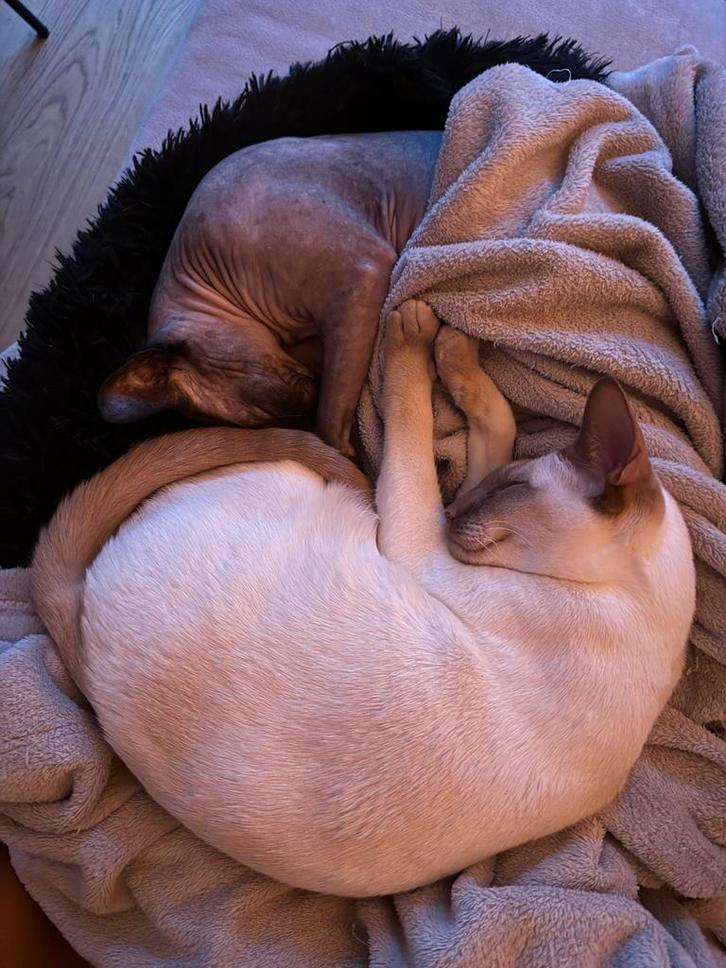 Gouden mandje gezocht voor 2 raskatten die samen blijven!, Dieren en Toebehoren, Katten en Kittens | Raskatten | Korthaar, Kater