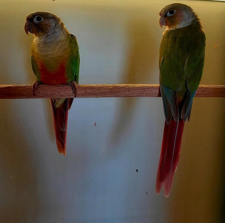 Zes pyrrhura mannen, Dieren en Toebehoren, Vogels | Parkieten en Papegaaien, Parkiet, Meerdere dieren, Geringd