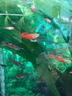 Endler rood, ruilen voor garnalen, Dieren en Toebehoren, Vissen | Aquariumvissen, Kreeft, Krab of Garnaal, Zoetwatervis