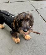 Ruwharige dwergteckel, Dieren en Toebehoren, Honden | Teckels en Dashonden, Rabiës (hondsdolheid), 15 weken tot 1 jaar, Reu, Dwerg