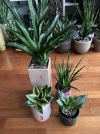 Kamerplanten planten Sansevieria Sanseveria., Huis en Inrichting, Ophalen, Halfschaduw, Minder dan 100 cm